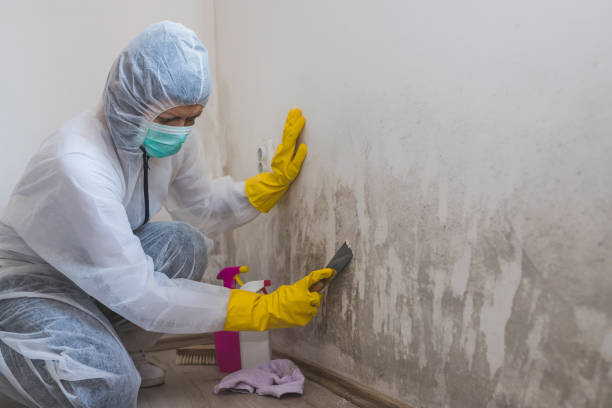 Best Post-Construction Mold Inspection  in Mansfield, PA